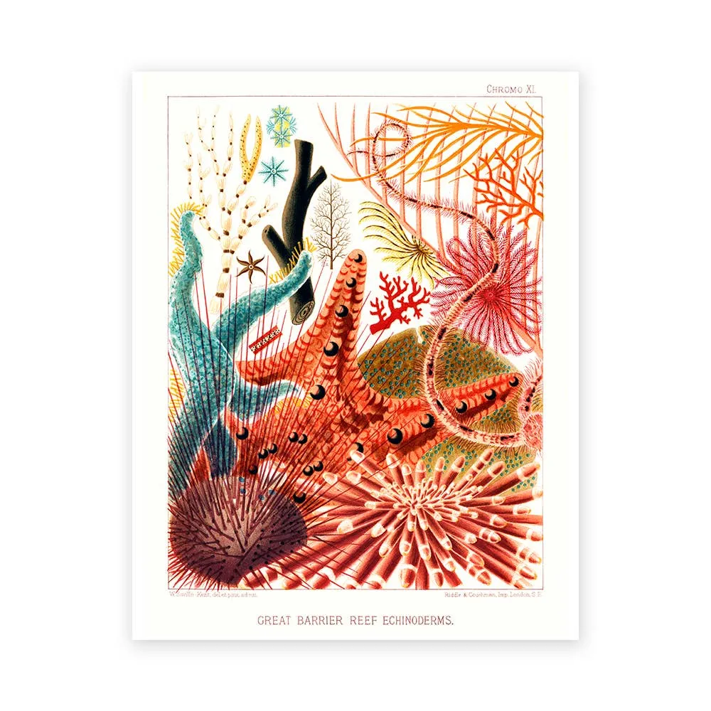 Barrier Reef {multiple styles} | 11" x 14" Art Print