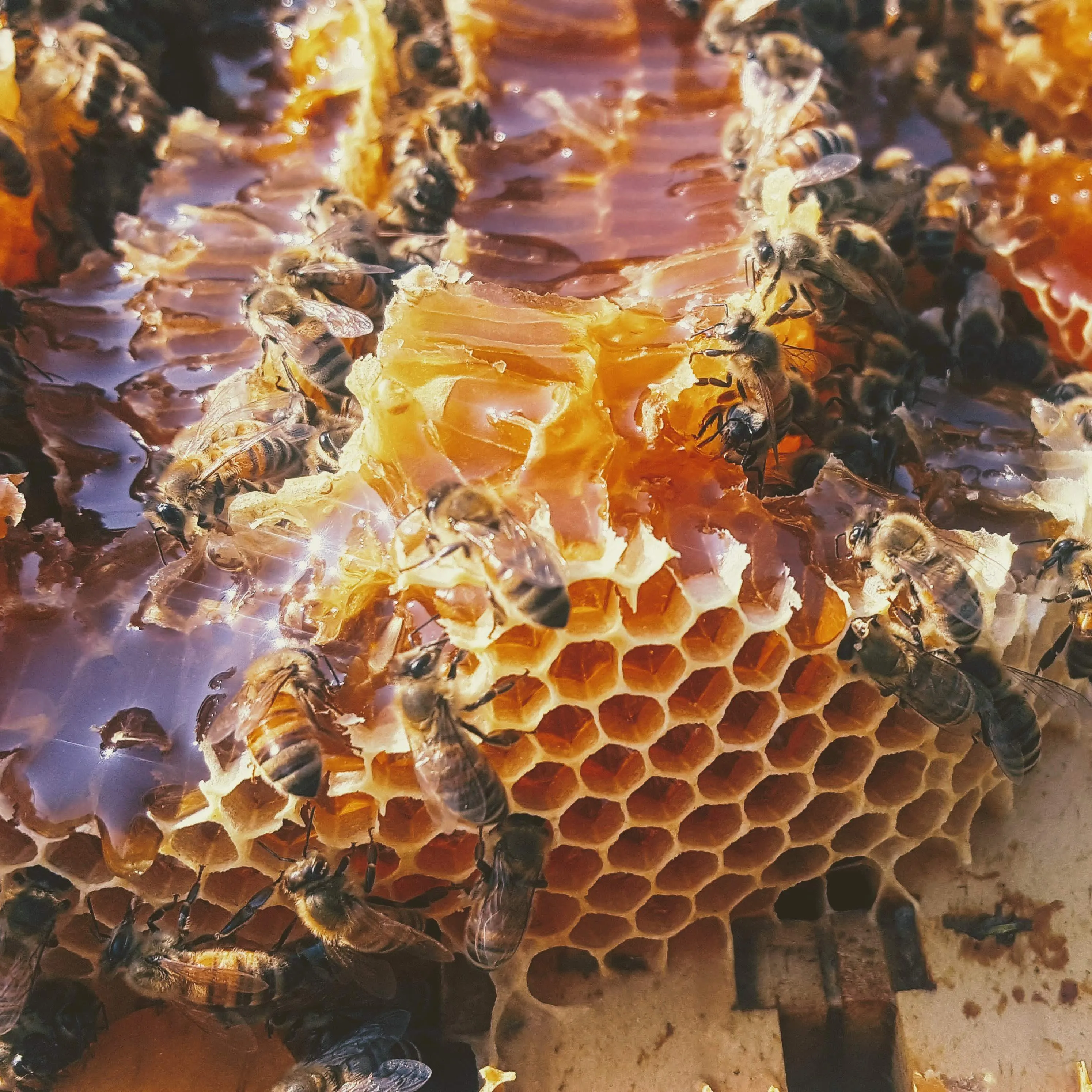 Raw Honey from Tuscaloosa, Alabama