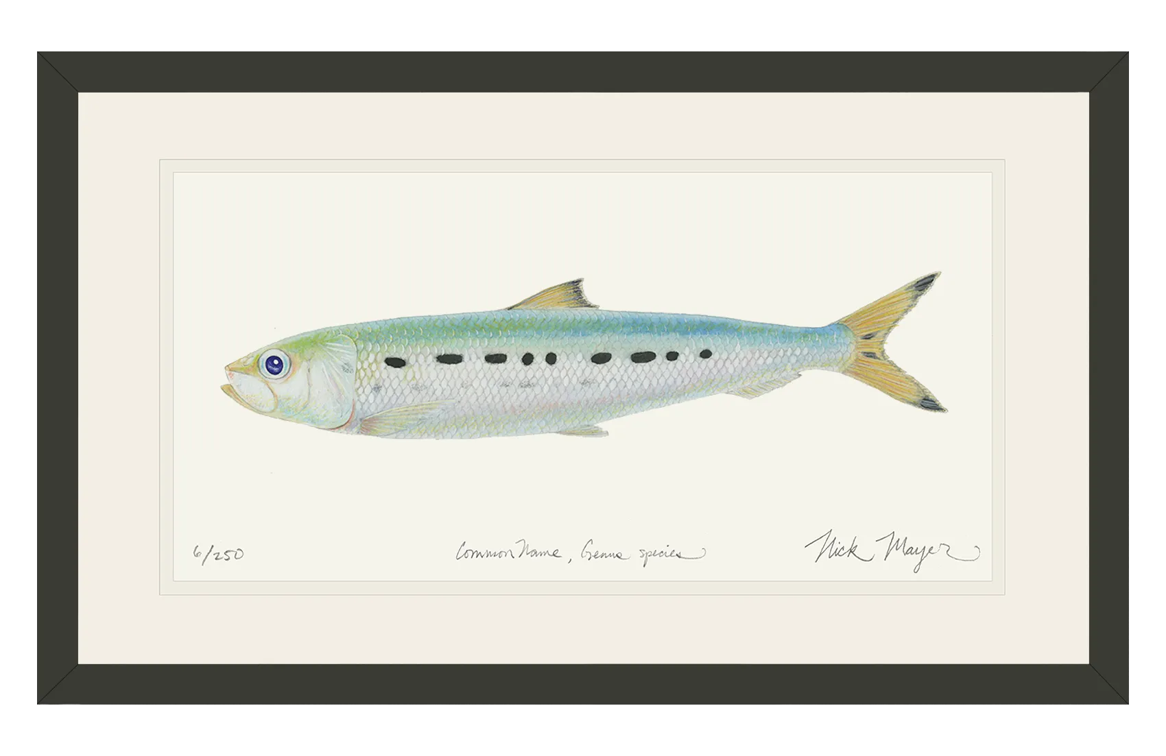 Sardine Print