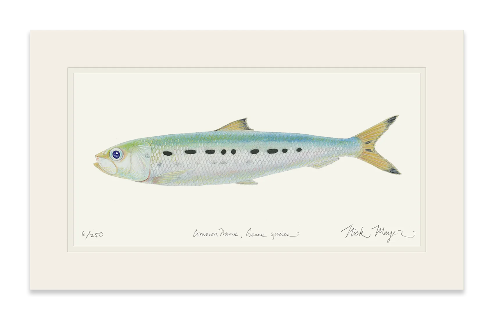 Sardine Print